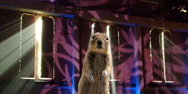 Squirrellit